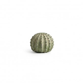 Boule de cactus vert 13,5cm...